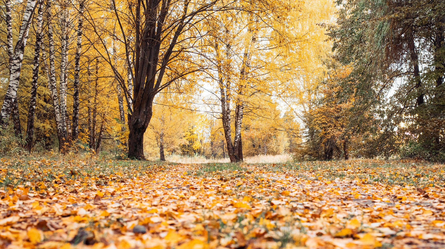 Autumn purifying treatments