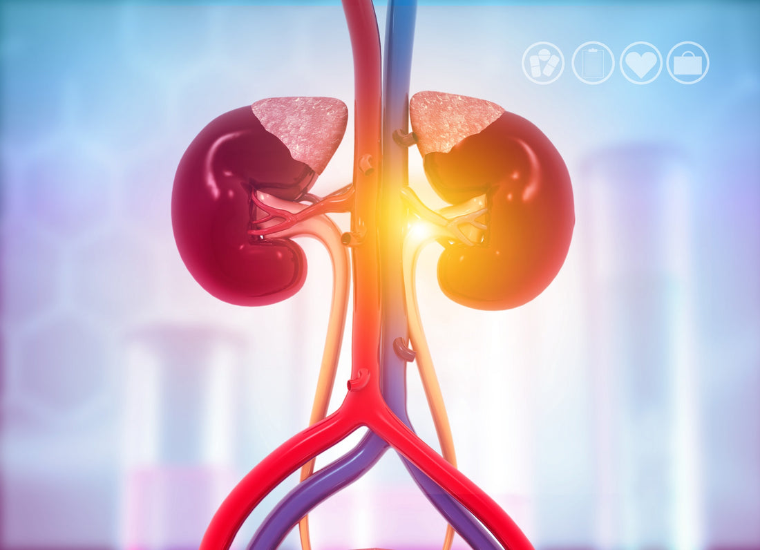 Plants and nutritional supplements for health of the urinary tract