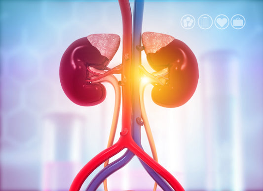 Plants and nutritional supplements for health of the urinary tract