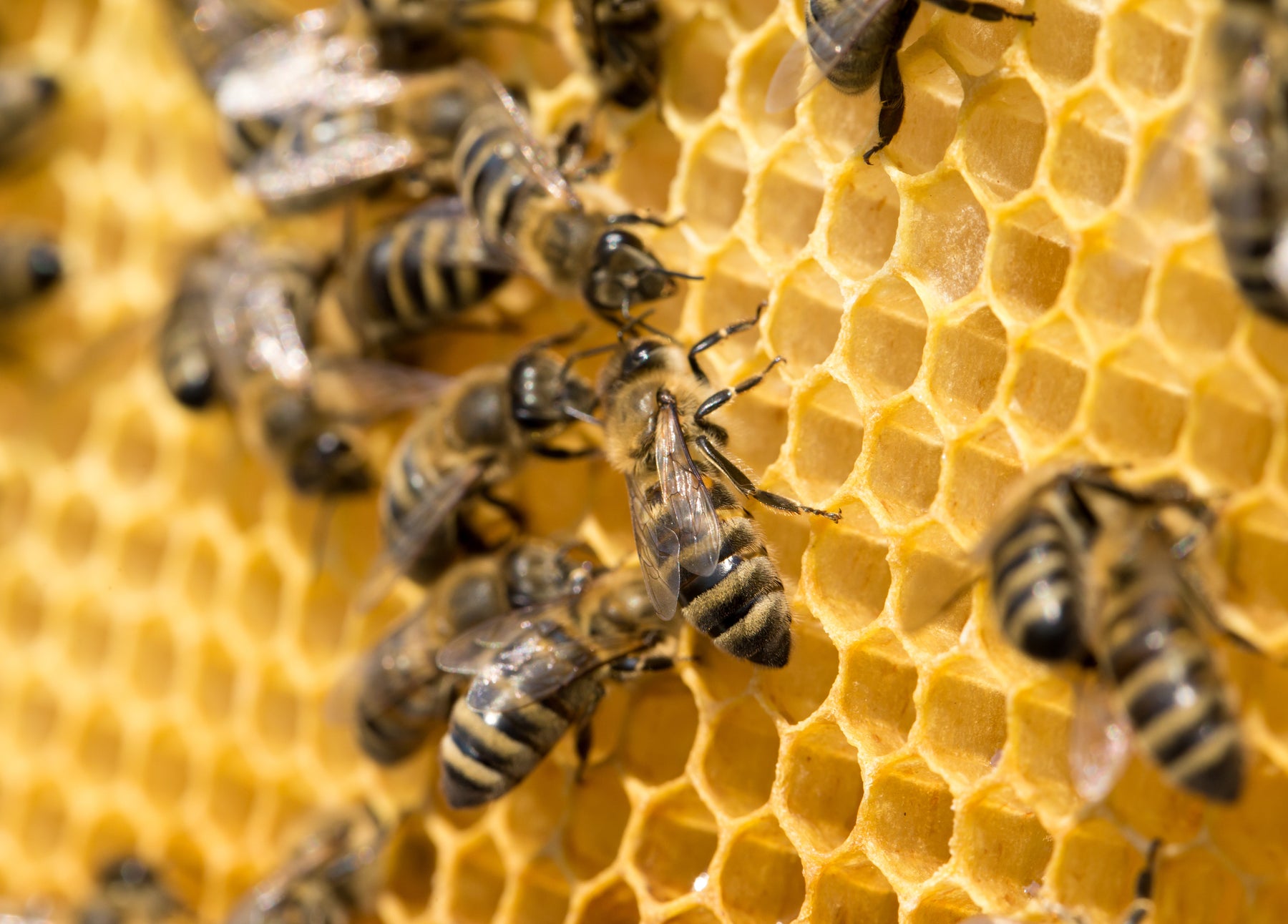 Propolis: benefits and protection