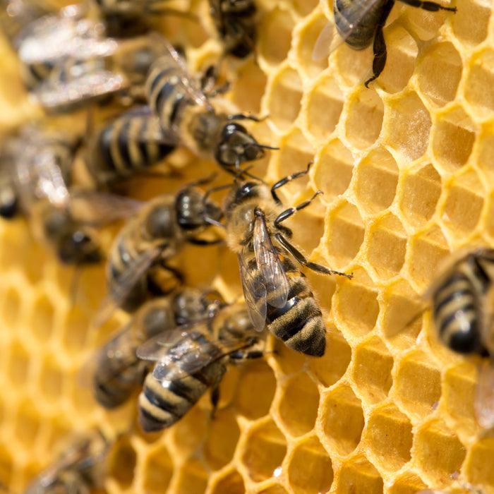 Propolis: benefits and protection